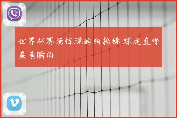 世界杯赛场惊现狗狗抢镜 球迷直呼最萌瞬间